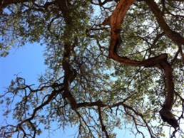 View of oak branches and blue sky