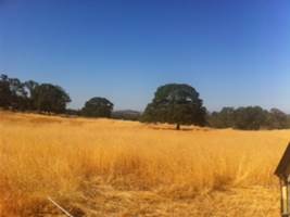 Golden grass, big tree and blue sky