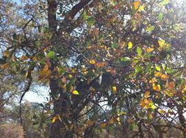 Yellow leaves on oak branches