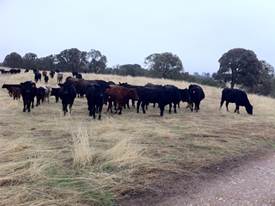 Herd of cows at Vaira