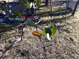 A few green leaves on oak twigs