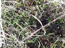 Grass sprouting through dead grass