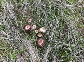 Mushrooms and grass sprouts in dead grass