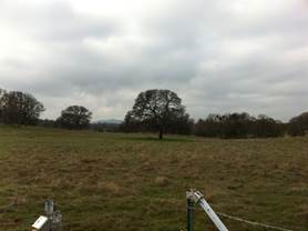 Big tree, new grass and overcast skies