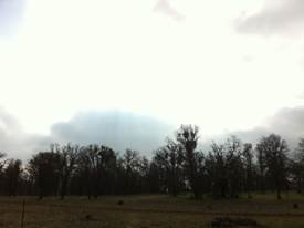 Birght cloudy sky silhouettes oaks