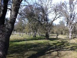 Leafless oaks and new green grass