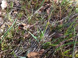 Grass sprouts coming up through old