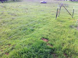 Green grass and barbed wire fence