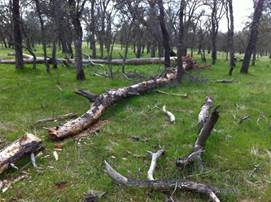 Dead pine logs and green grass