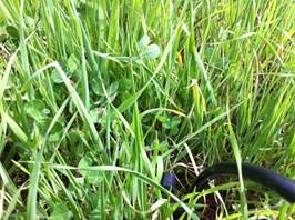 Close up of new grass and cable