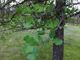 New leaves on oak twigs