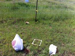 Clip plot in grazed grass outside of fence