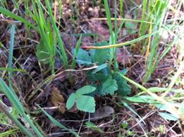 Fresh grass and herb sprouts