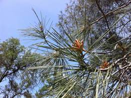 Pine needles and flowers