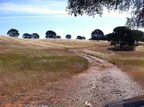 Dirt road through brown grass hills with oak trees