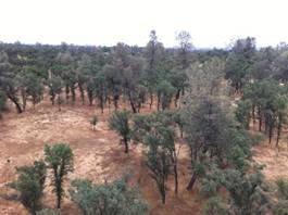 View on oak savanna from tower top brown grass green trees