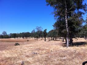 Dead grass and green oaks near Tonzi pond