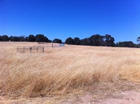 Tall dead grasses at Vaira site