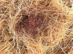 Dead grass where clip plot was removed