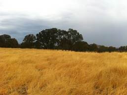 Golden grass, green trees and cloudy sky