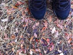 Dead oak leaves and shoe toes