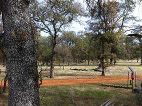 Oak trunck and dirt road at Tonzi