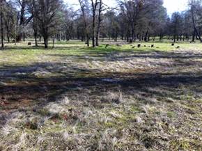 Shadows on the ground at oak Savanna