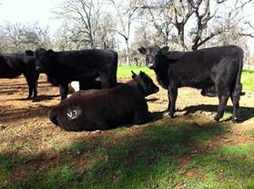 four cows one lying down