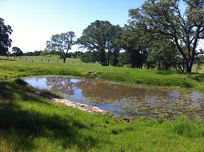 Little pond full of water