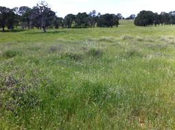 Tall grassy pasture ringed by oaks