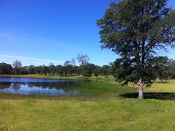 Green grass, pond, tree and blue sky