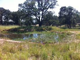 small pond, grass and trees