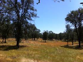 Grass turning brown on oak savanna
