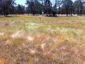 Grass turning brown in the oak savanna
