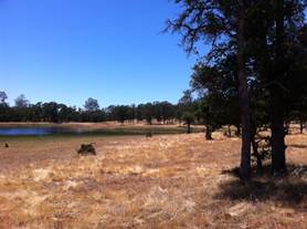 Dead grass, pond and oak trees