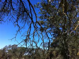 Dead branches on blue sky