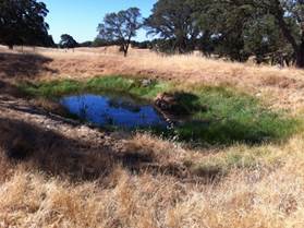 A little water left in small grassy pond