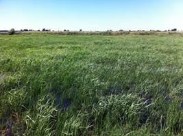 Tall green cattail in wetland