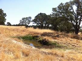 A little water left in small pond and dead grass
