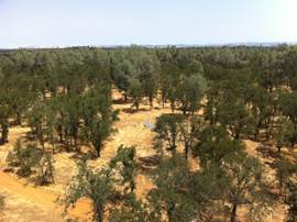 View of the oak savanna from the tower top