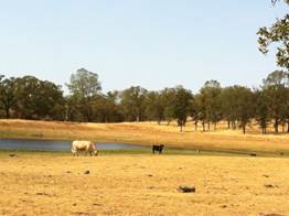 Cows near pond in oak savanna