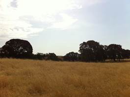Yellow pasture i cloud shadow