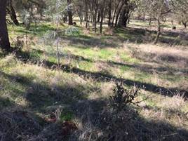 New green grass peaking through old