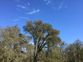 Oak trees and blue sky