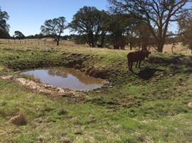 New grass around partly full small pond and cow