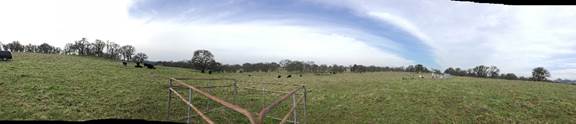 Panorama of pasture with biomass fence at Vaira