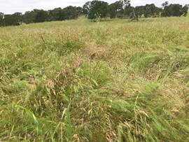 Pasture grasses gone to seed
