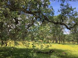 Leafy oak branch