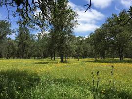 Green oak savanna