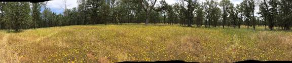Panorama of oak savanna